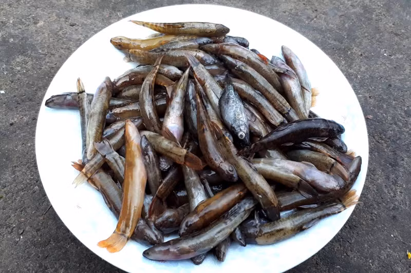 Cá suối là một trong các đặc sản của đồng bào ở Bình Liêu. Ảnh: La Lành (Trung tâm TT&VH huyện Bình Liêu)