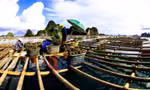 Nuôi trông thủy hải sản trên Vịnh Hạ Long