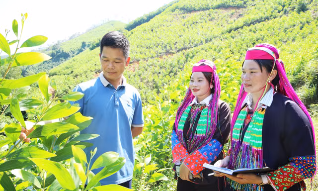 Hoa ở Ngàn Chi 