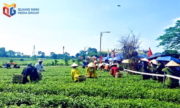Được hình thành từ đầu những năm 1960, vùng chè Đường Hoa nay đã trở thành một phần bản sắc văn hóa của vùng đất và con người nơi đây.
