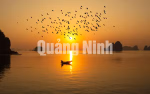 Ảnh 14