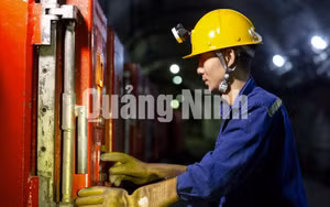 Ảnh 17