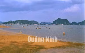 Ảnh 11