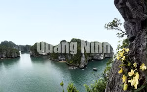 Ảnh 39