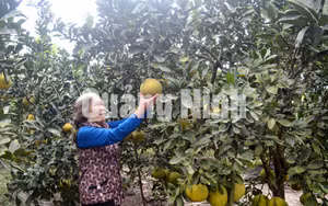 Ảnh 12