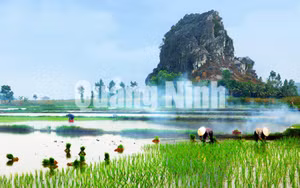 Ảnh 20