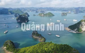 Ảnh 6