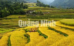 Ảnh 20
