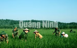 Ảnh 30