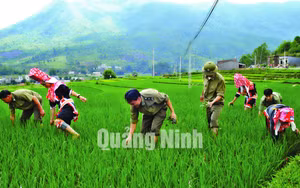 Ảnh 52