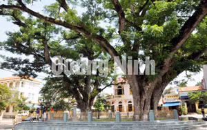 Ảnh 24