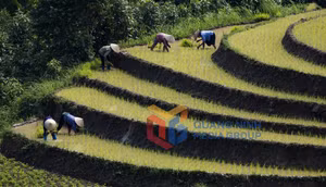 Ảnh 7
