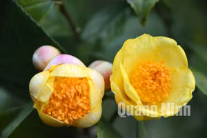 Ảnh 4