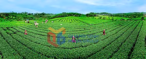 Ảnh 3