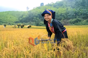 Ảnh 18