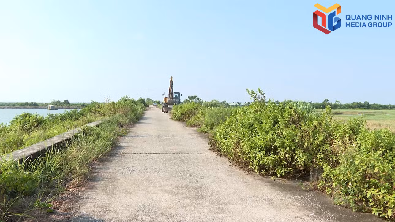 Tuyến đê trên địa bàn phường Hà An được phường tiếp nhận, quản lý và duy tu, góp phần bảo đảm an toàn phòng, chống thiên tai.