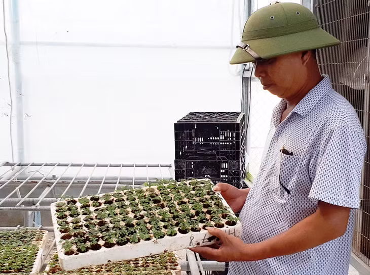 Ông Lê Thế Phước, Giám đốc HTX Hoa Phước Long kiểm tra giống cây hồng Pháp trước khi trồng trên bầu.