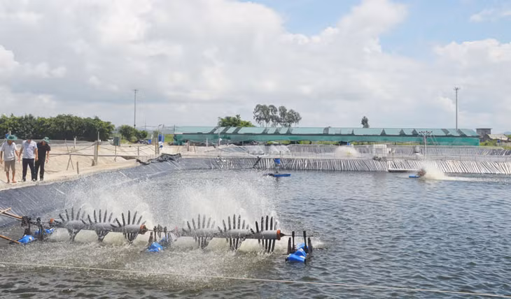 Nhiều hộ dân ở xã Hà An, TX Quảng Yên đầu tư nuôi tôm công nghiệp