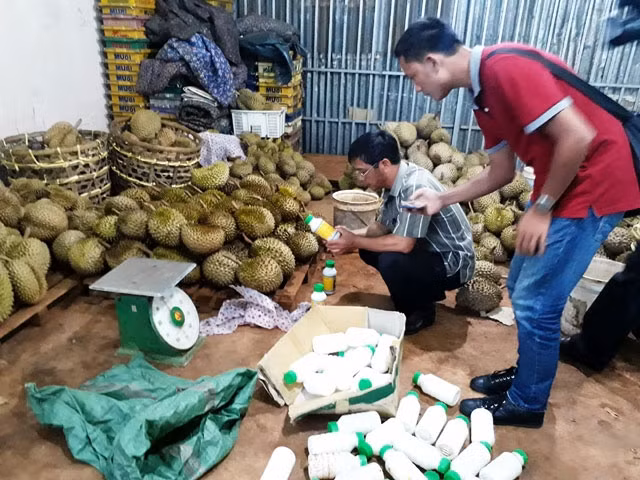 Lực lượng chức năng bắt quả tang cơ sở kinh doanh sử dụng hóa chất làm chín sầu riêng.