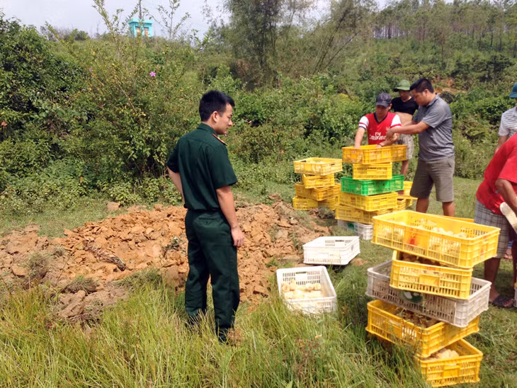Tiêu hủy hàng nghìn con gà giống và trứng gia cầm nhập lậu.