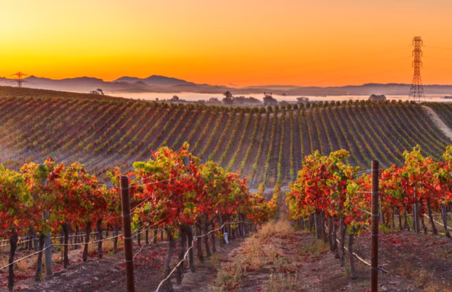 Napa Valley, California: Mùa thu đến giữa không khí thu hoạch nho làm rượu vang ở thung lũng Napa. Đây cũng là thời điểm tuyệt vời nhất để cây cối chuyển màu. Ảnh: Momondo.com