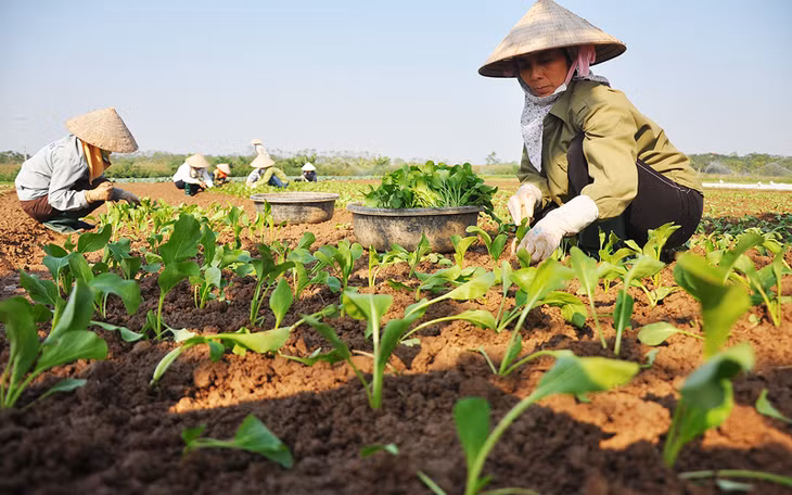 Trồng rau sạch là một trong những mô hình khởi nghiệp phù hợp với phụ nữ nông thôn
