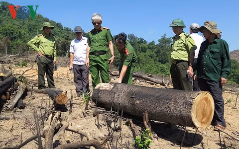 Vụ phá 61ha rừng An Lão là rất nghiêm trọng.