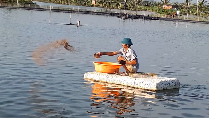 Ông Dương Văn Hùng thành viên của HTX Nông nghiệp Hà An (phường Hà An, TX Quảng Yên) hiệu quả với mô hình nuôi tôm thẻ chân trắng