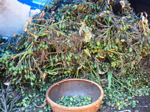 Thương lái lùng sục mua cau non bán qua thị trường Trung Quốc để làm kẹo