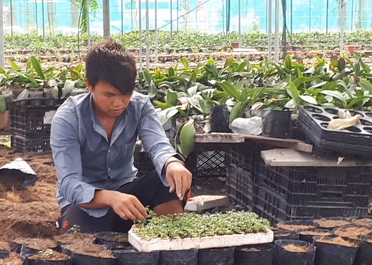 Lao động của HTX Hoa Phước Long (thị trấn Trới, huyện Hoành Bồ) đang tập trung xuống giống nhiều cây hoa chuẩn bị cho thị trường hoa tết năm nay.
