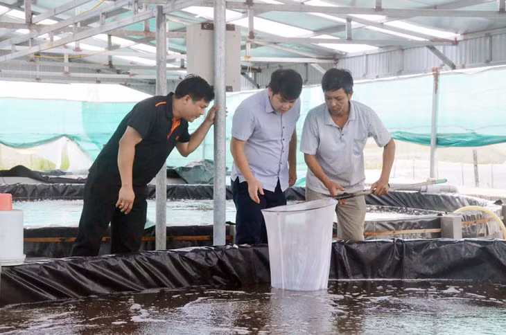  Khu vực ươm tôm giống của ông Lê Văn Khoa. 