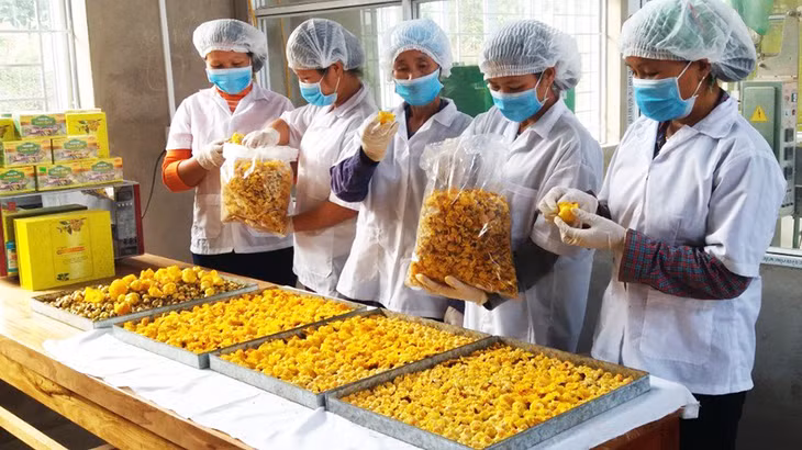 Sản phẩm trà hoa vàng hiện đang mang lại giá trị lớn cho người dân.
