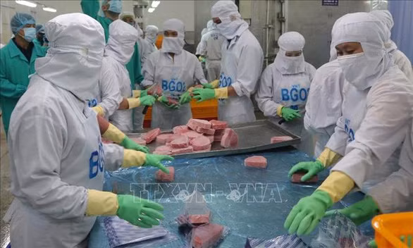 Đóng gói cá ngừ fillet đông lạnh xuất khẩu tại Khu công nghiệp Suối Dầu (Cam Lâm, Khánh Hòa). Ảnh TTXVN