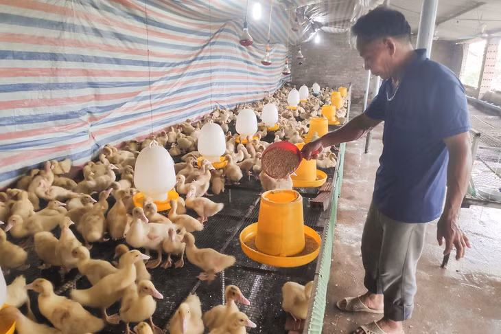 Hộ ông Trần Văn Bình, thôn Trung Sơn, xã Quảng Tân (huyện Đầm Hà) là hộ nông dân điển hình trong làm giàu từ nuôi ngan của xã.