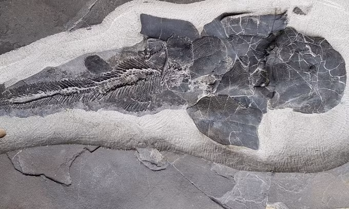 Hóa thạch cá Watsonosteus fletti trên đảo Nam Ronaldsay. Ảnh: Roger Jones.