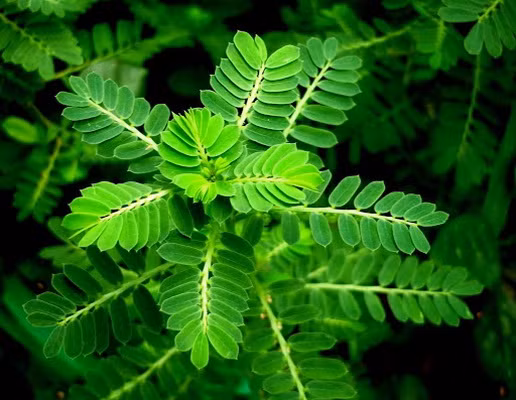 Cây chó đẻ răng cưa còn có tên gọi khác là cây chó đẻ, cây diệp hạ châu.