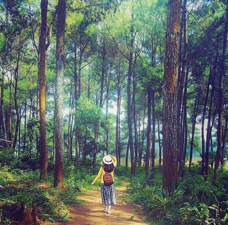 Đi bộ dưới tán thông