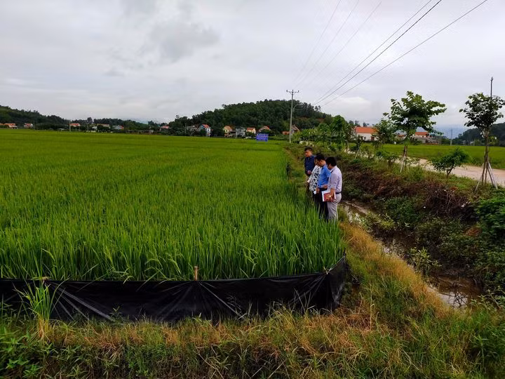 Kiểm tra nhiệm vụ KH&CN cấp tỉnh “Khảo nghiệm các giống lúa mới giai đoạn 2020-2022” do Công ty CP Giống cây trồng Quảng Ninh chủ trì thực hiện.