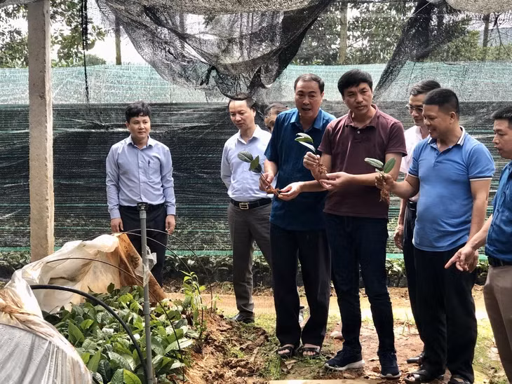 Lãnh đạo Sở KH&CN kiểm tra tiến độ thực hiện nhiệm vụ KH&CN nghiên cứu tình hình sinh vật hại trên cây trà hoa vàng (Camellia chrysantha) tại huyện Ba Chẽ.