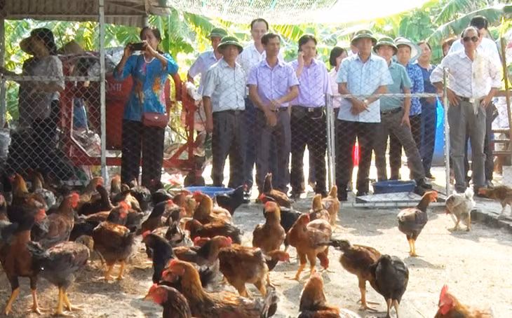 Mô hình gà ri vàng rơm được nuôi trong hộ dân phường Quang Trung, TP Uông Bí.