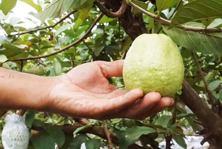 Ổi Hoành Bồ được đông đảo người tiêu dùng biết tới và lựa chọn.