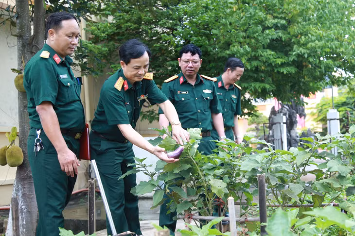 Khu vườn rau của Ban CHQS TP Hạ Long luôn có từ 6-8 loại rau xanh và rau gia vị.