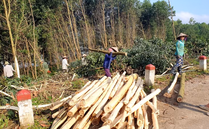 Keo là một trong những loại cây rừng chủ lực ở Ba Chẽ.