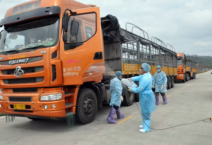 Công tác phòng chống dịch Covid-19 luôn được TP Móng Cái quan tâm thực hiện. Ảnh:Lái xe trung chuyển hàng hóa thực hiện nghiêm các quy định về phòng, chống dịch.