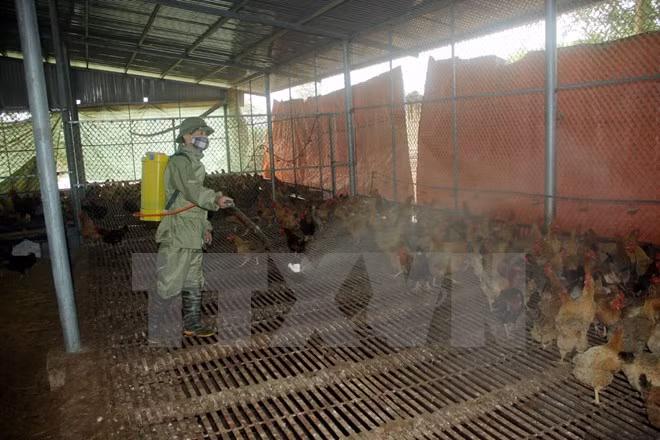 (Ảnh minh họa: Quang Cường/TTXVN)