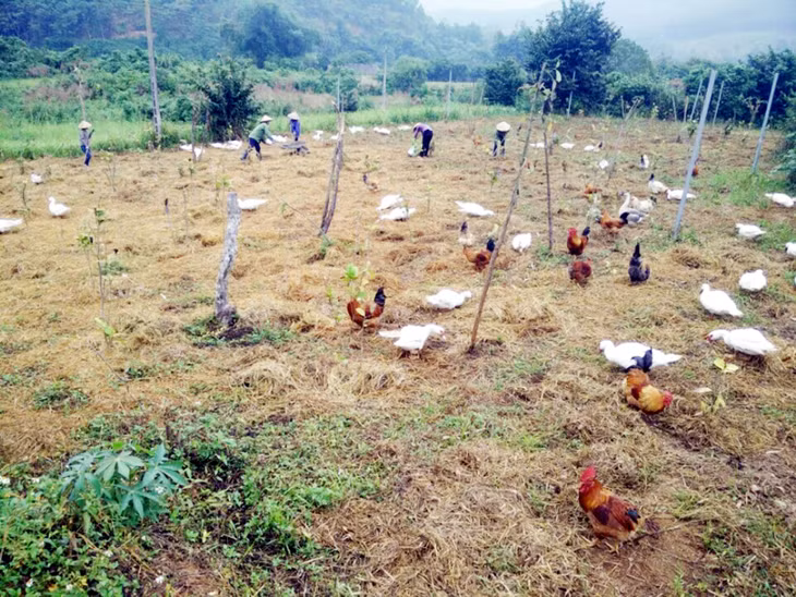 Mô hình chăn thả gà, vịt tại thôn Bắc Xa, xã Đạp Thanh, huyện Ba Chẽ đã đem lại giá trị kinh tế cao cho người dân nơi đây.