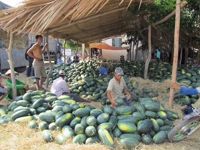 Năm nay dưa hấu được mùa nhưng lại mất giá