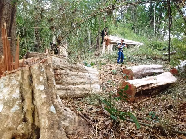 Hiện trường vụ khai thác gỗ trái phép.