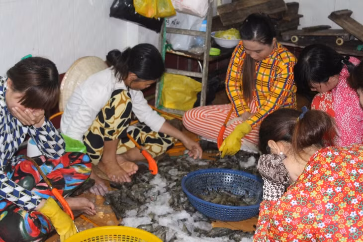 Hiện trường hơn 20 người đang bơm tạp chất vào tôm nguyên liệu ở thị xã Giá Rai (Bạc Liêu) tối 28-3-2017.