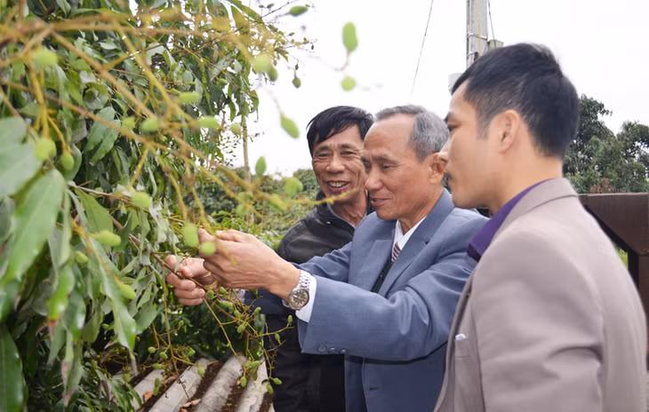 Đại biểu thực địa kiểm tra sinh trưởng và phát triển của cây vải chín sớm Phương Nam